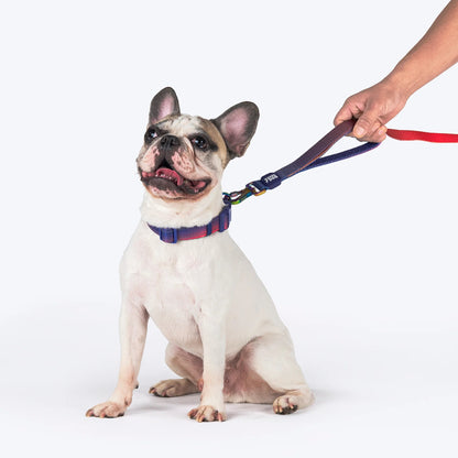 Dash Dog Flow Dual Handle Leash For Dog - Red & Purple