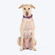Dash Dog Flow Padded Collar For Dog - Red & Purple