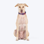 Dash Dog Flow Padded Collar For Dog - Red & Purple