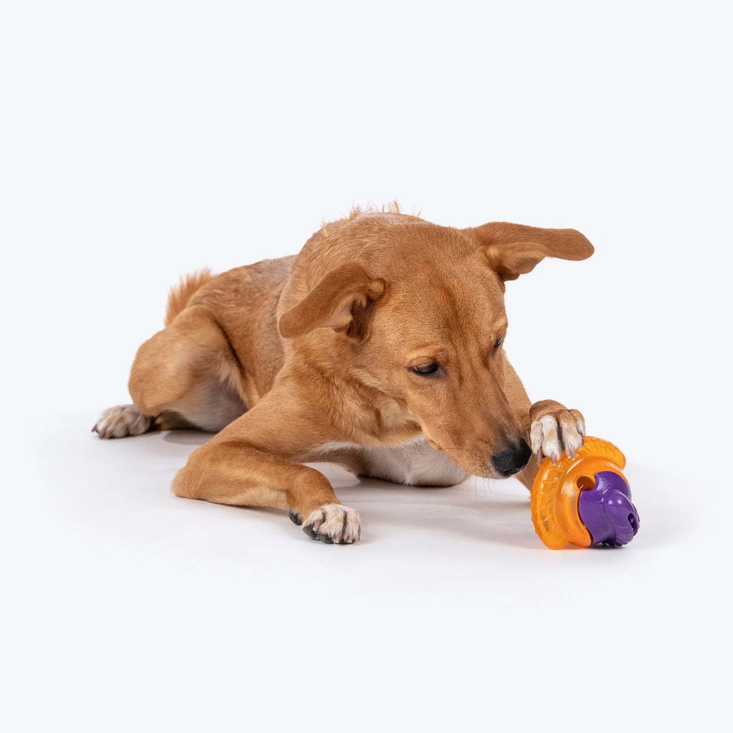 Dash Dog Chomping Champ Ball Toy For Dog