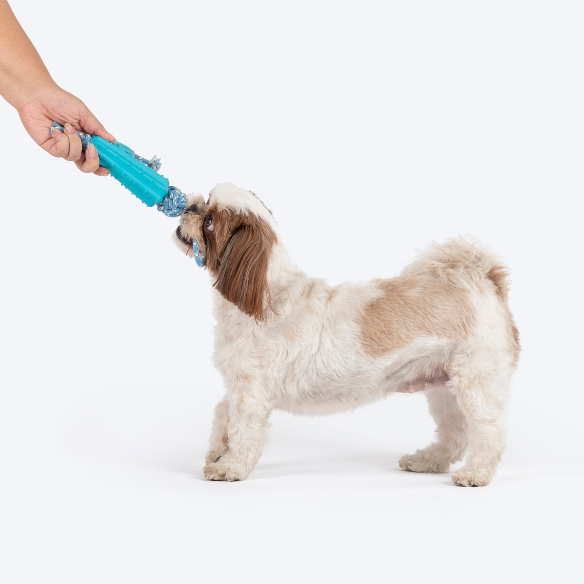 Dash Dog Texas Tug Rope Toy For Dog