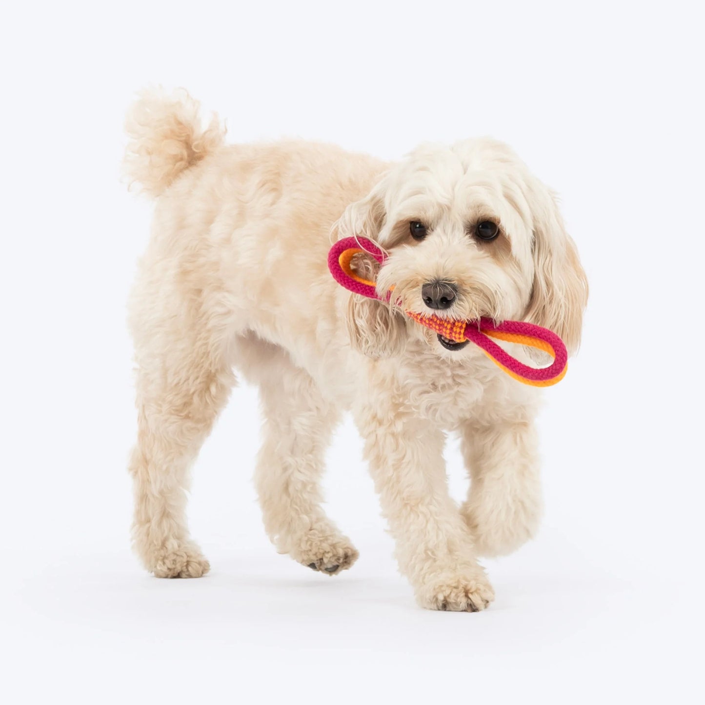 Dash Dog Loopster Rope Toy For Dog - Pink & Orange