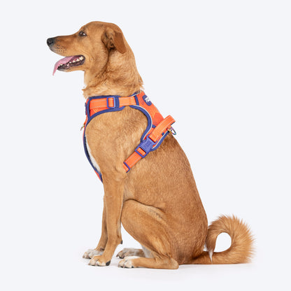 Dash Dog Super Stride Walk Along Harness For Dog - Orange