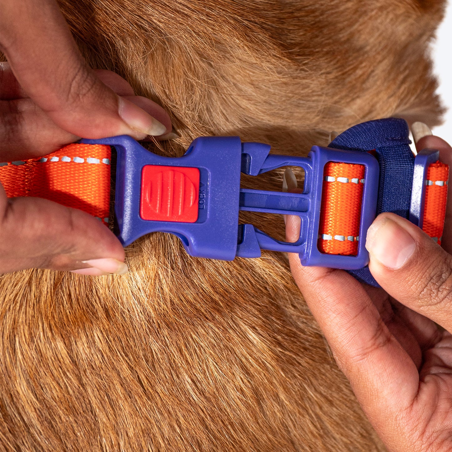 Dash Dog Super Stride Walk Along Harness For Dog - Orange