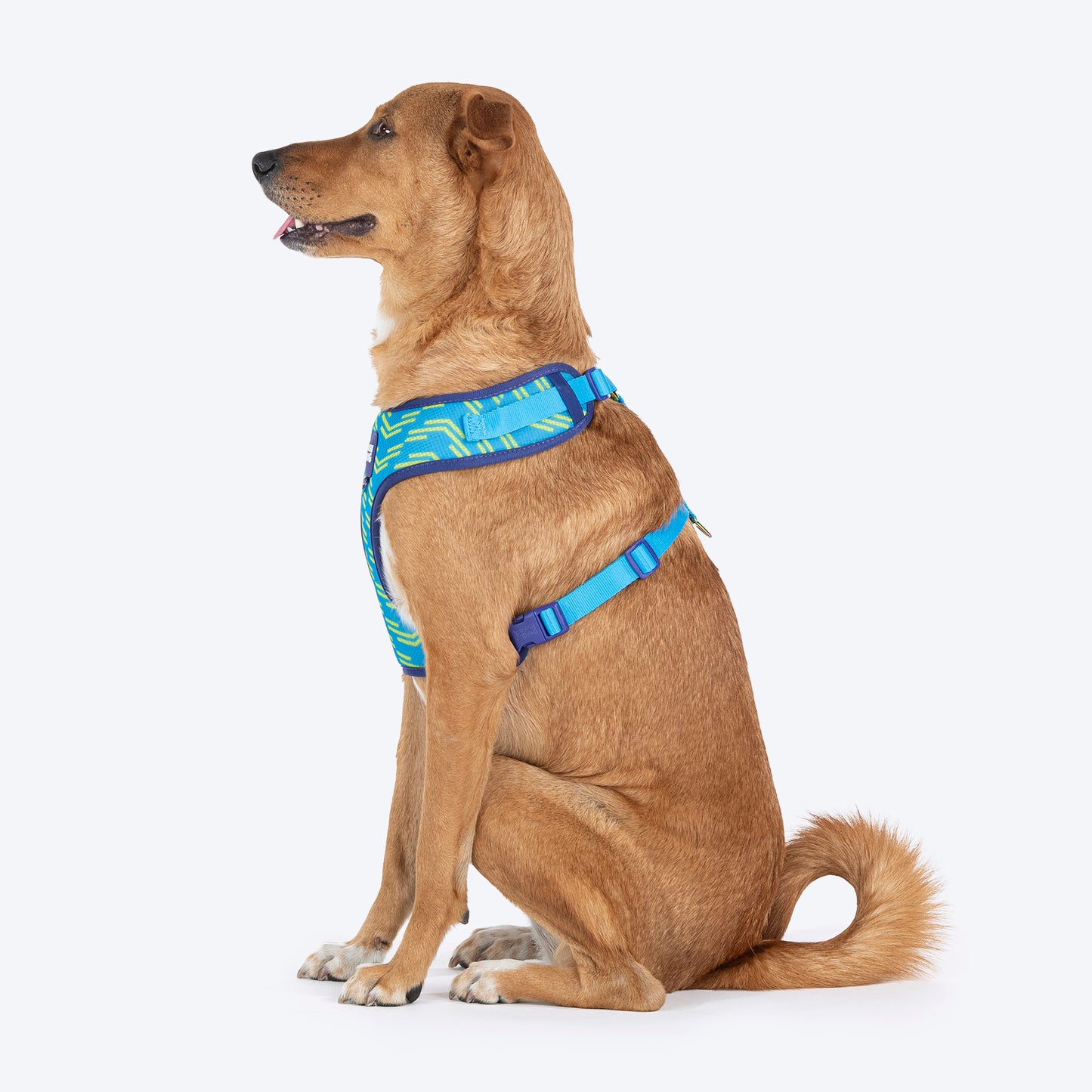 Dash Dog Vector Easy Walk Harness For Dog - Aqua Blue