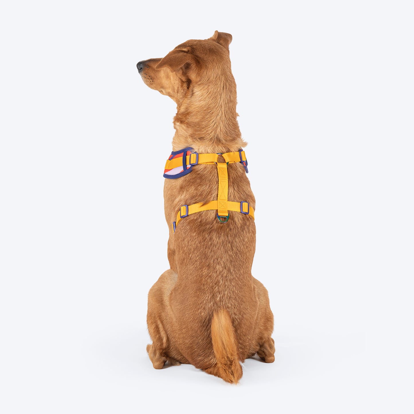 Dash Dog Radiant Blaze Easy Walk Harness For Dog - Orange