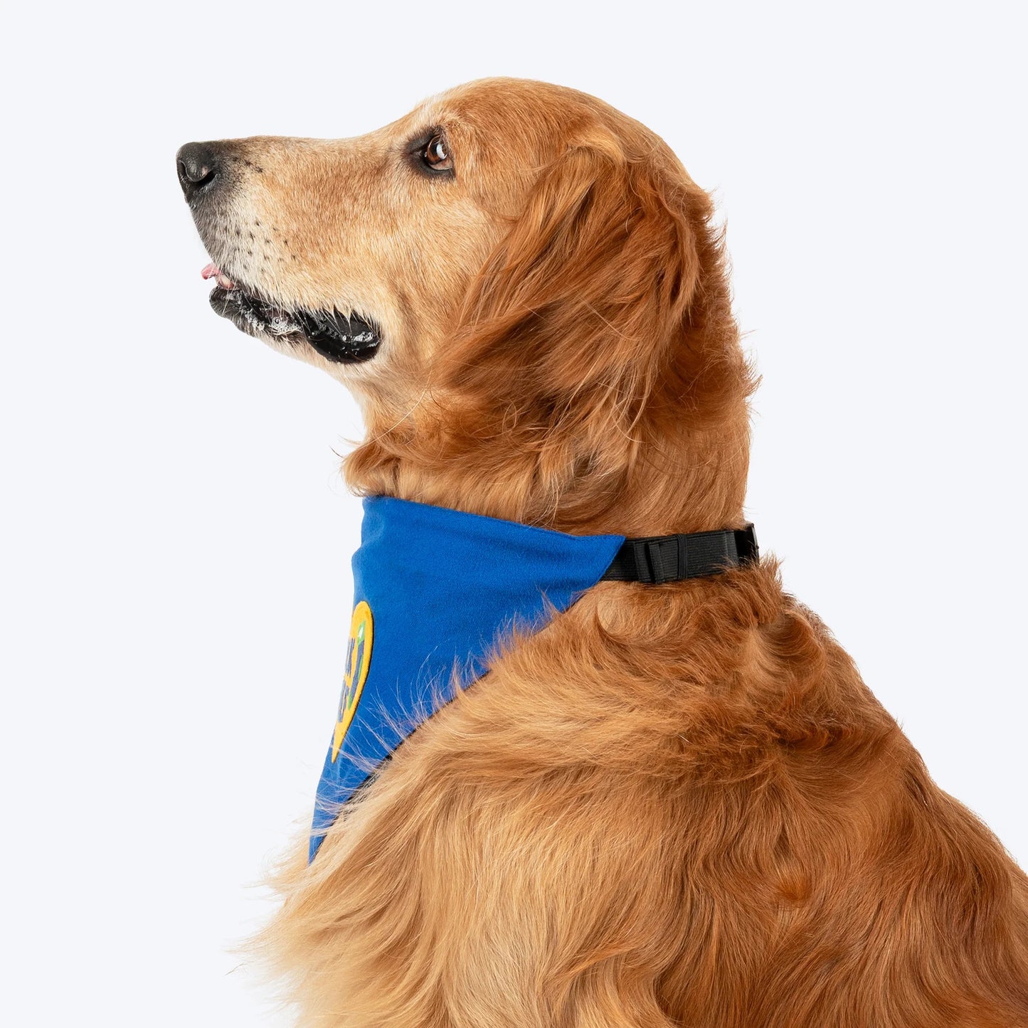 HUFT Socks Thief Bandana For Dog - Blue