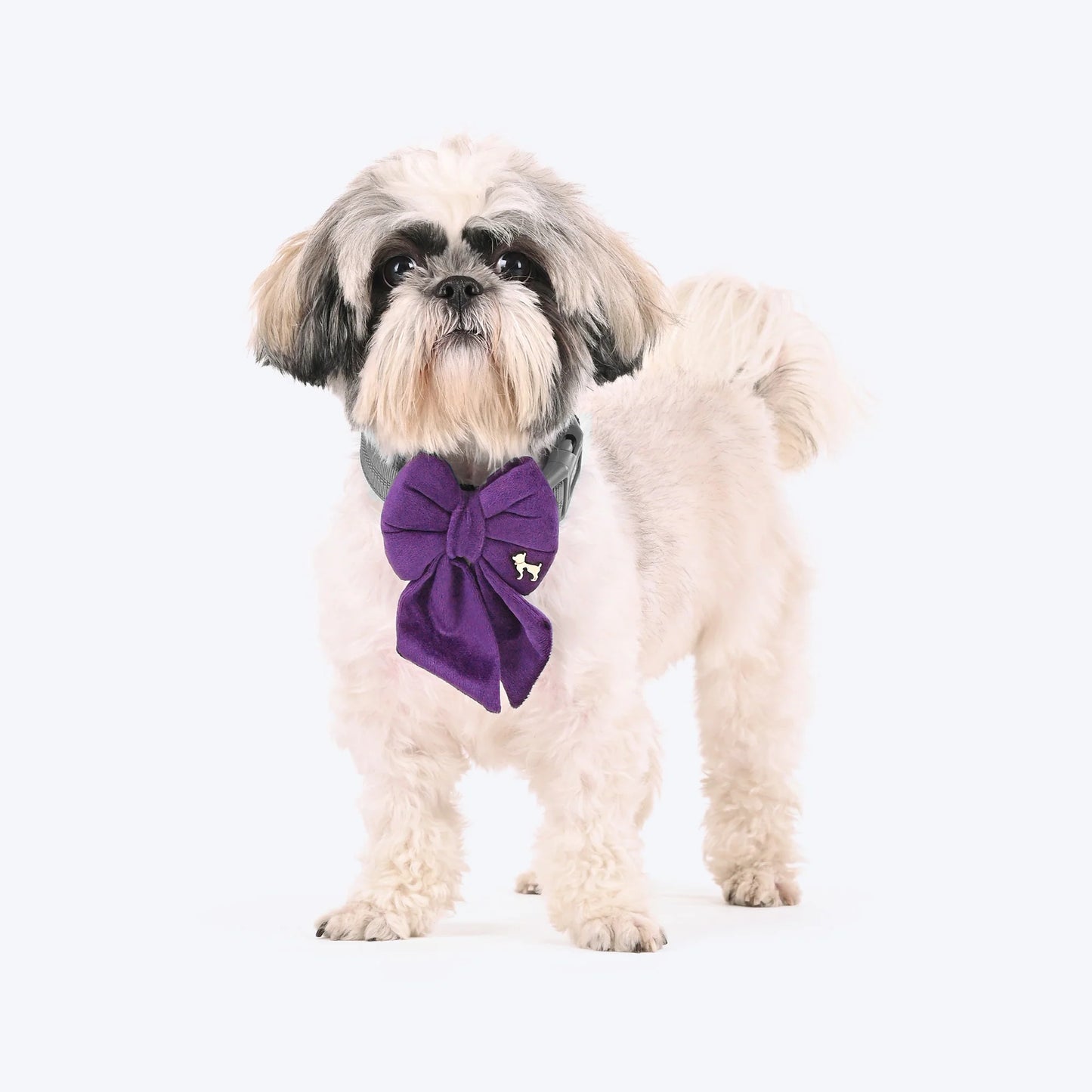 HUFT Regal Luxe Bow Tie For Dog - Purple
