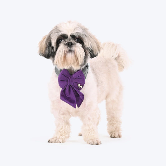 HUFT Regal Luxe Bow Tie For Dog - Purple