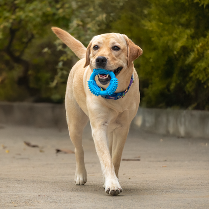 Dash Dog Softy Ring Toy For Dog