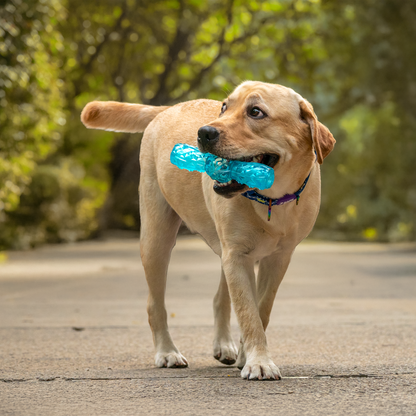 Dash Dog Squeak & Chomp Toy For Dog