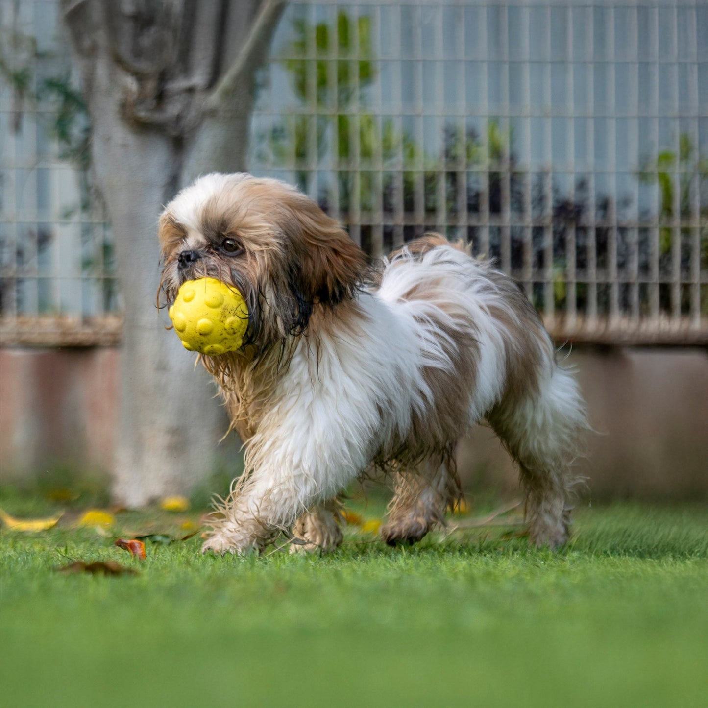 Dash Dog Mello-Yello Bubble Ball Toy Dog Toy
