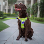 Dash Dog Neon Fusion Outdoor Fit Harness For Dog - Neon Green
