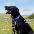 Dash Dog Wildcrest Padded Collar For Dog -  Blue & Neon Green