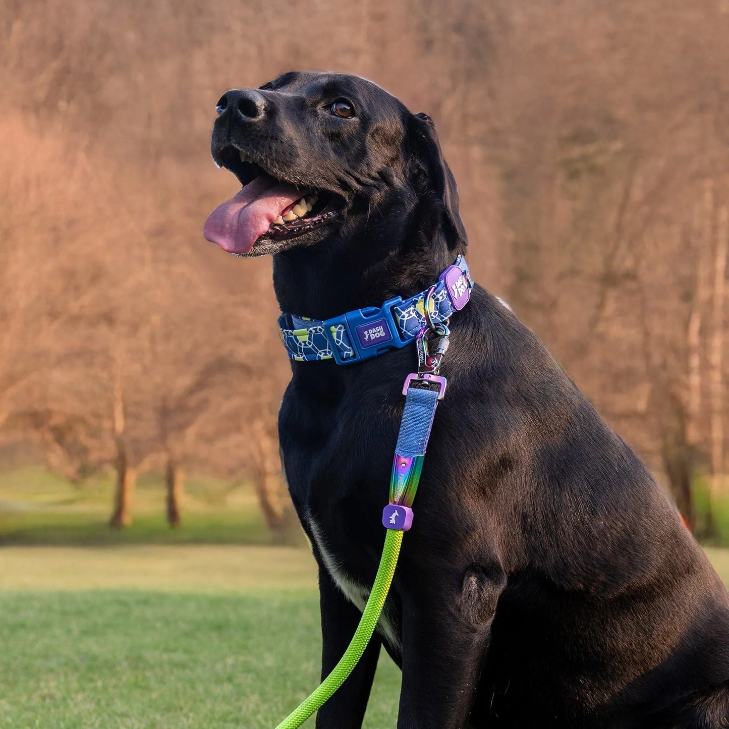 Dash Dog Wildcrest Padded Collar For Dog -  Blue & Neon Green
