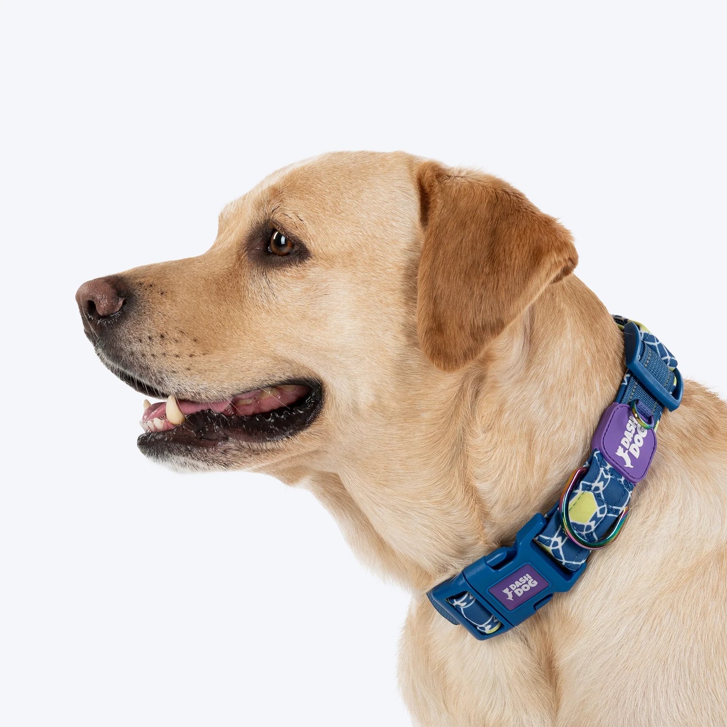 Dash Dog Wildcrest Padded Collar For Dog -  Blue & Neon Green