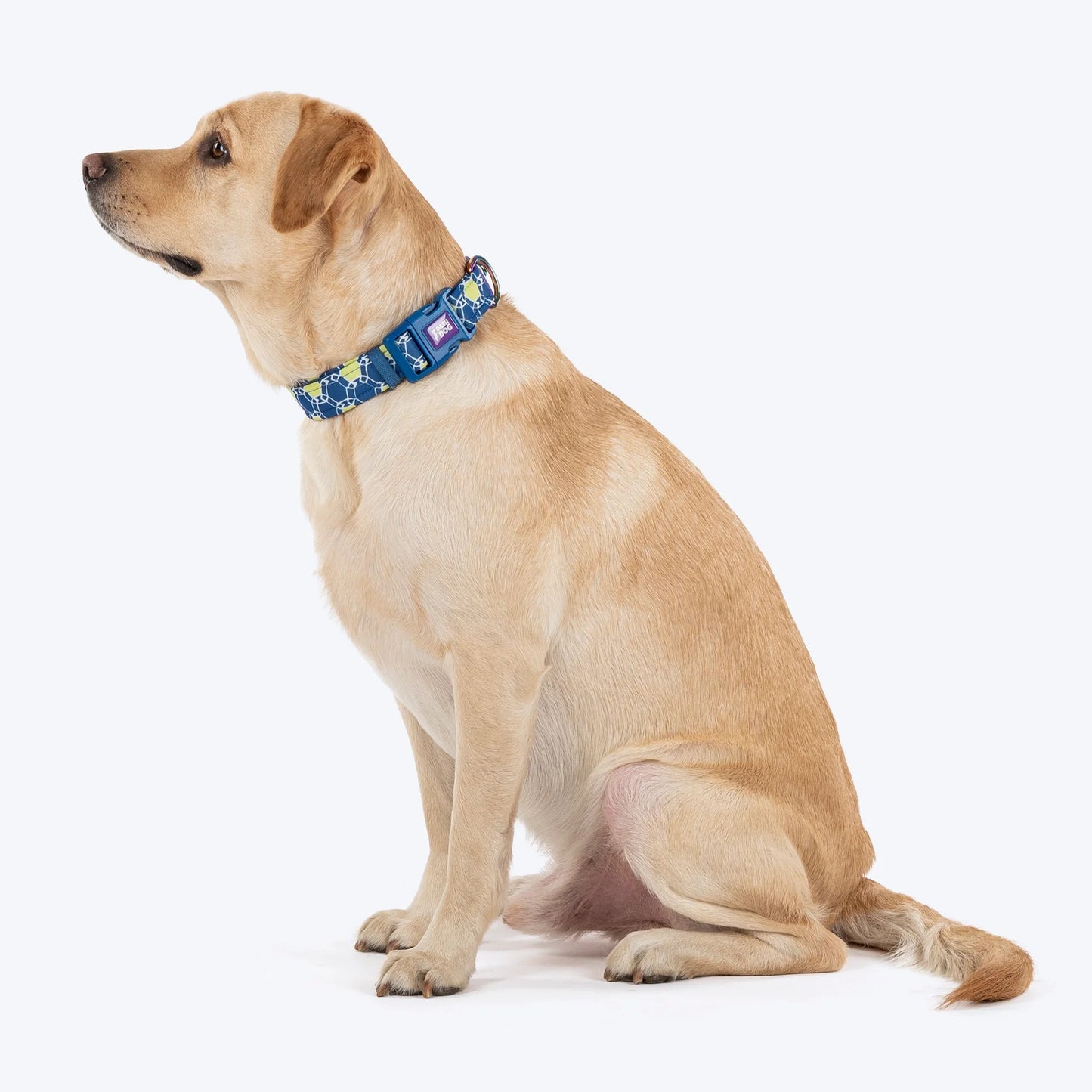Dash Dog Wildcrest Padded Collar For Dog -  Blue & Neon Green