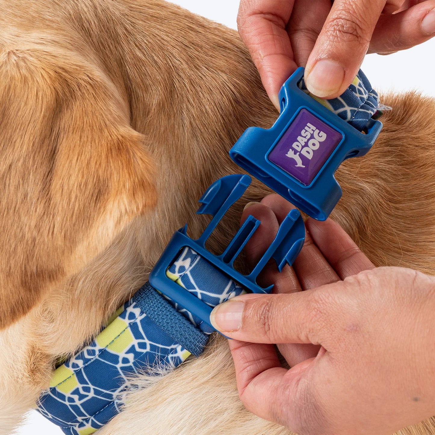 Dash Dog Wildcrest Padded Collar For Dog -  Blue & Neon Green