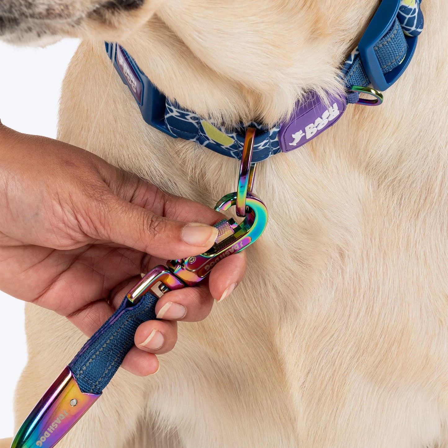 Dash Dog Wildcrest Padded Collar For Dog -  Blue & Neon Green