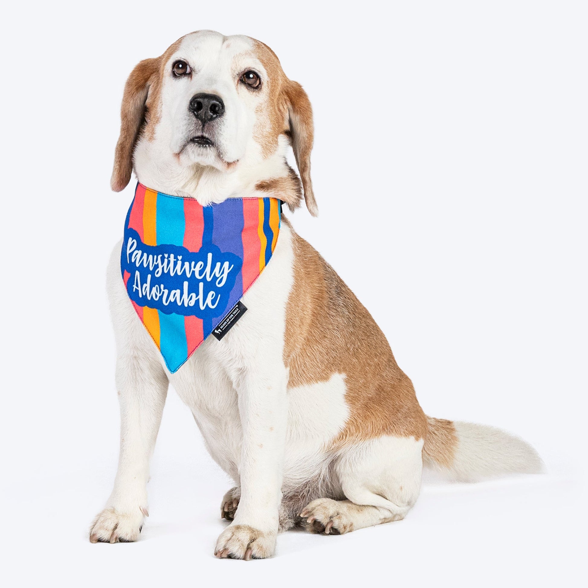 HUFT Pawsitively Adorable Printed Dog Bandana - Multicolour_02