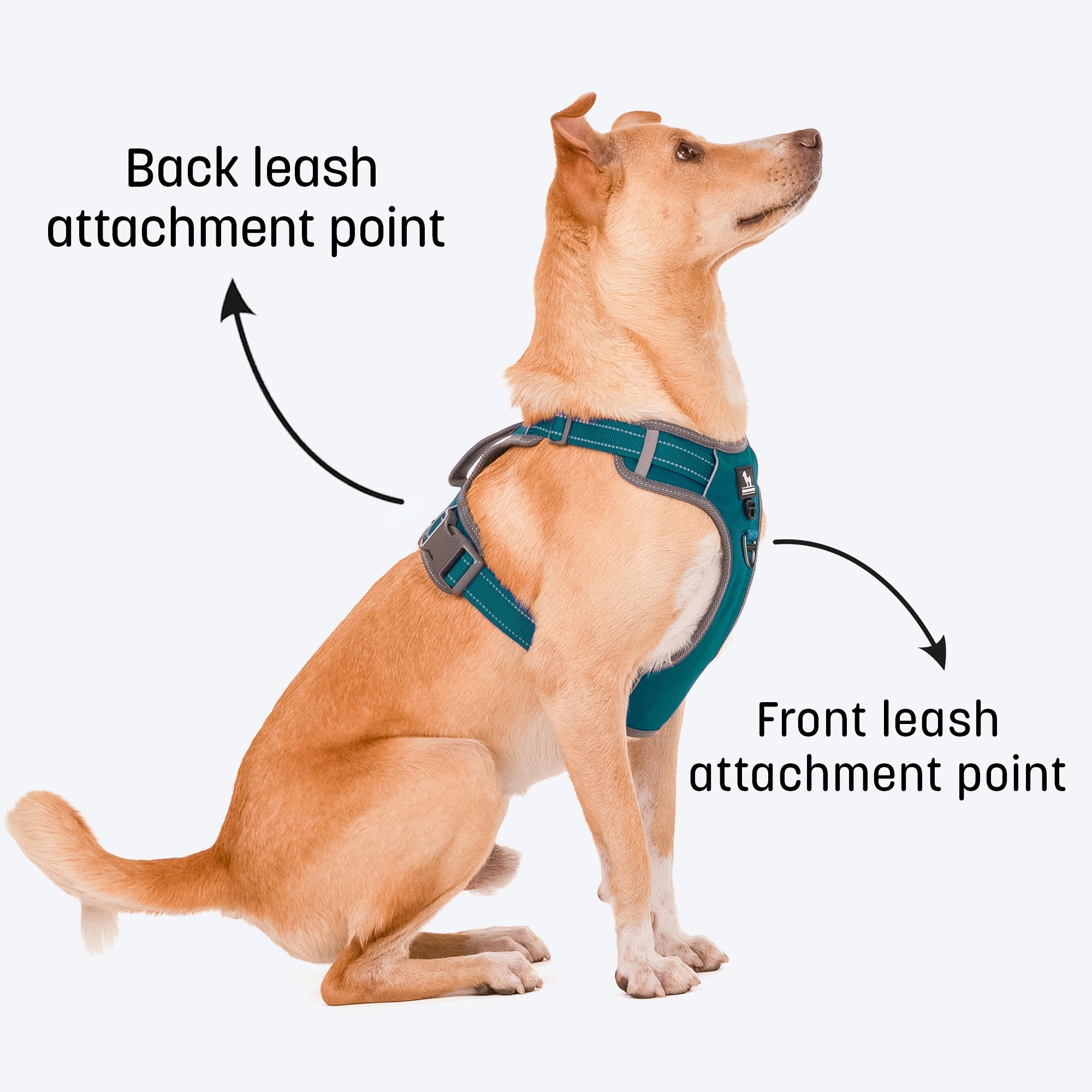 HUFT Active Pet Dog Harness Teal Blue