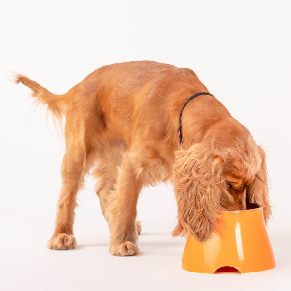 HUFT Elevated Bowl For Dog - Orange