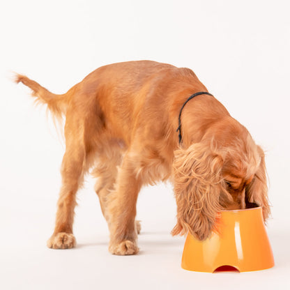 HUFT Elevated Bowl For Dog - Orange