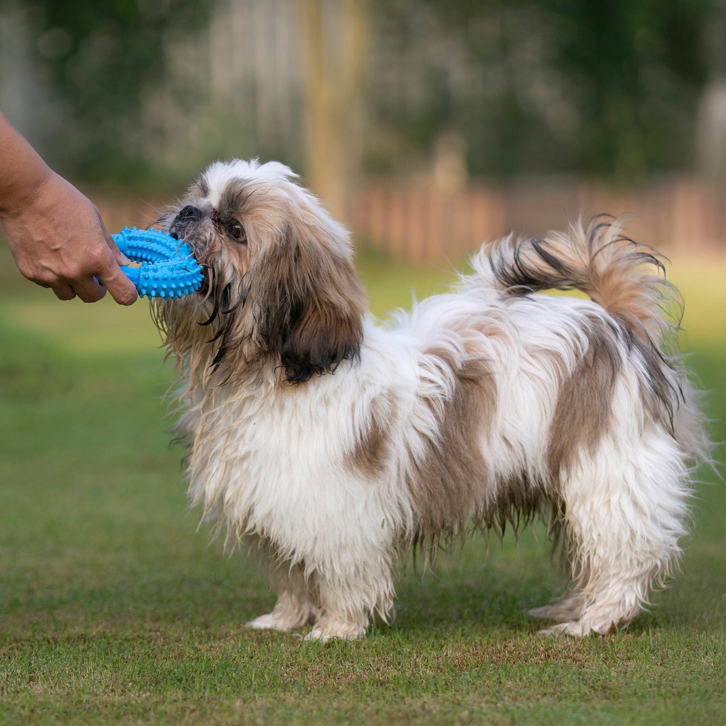 Dash Dog Softy Ring Toy For Dog