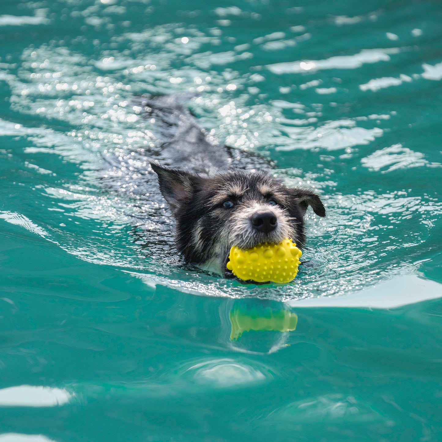 Dash Dog Mello-Yello Peanut Toy For Dog