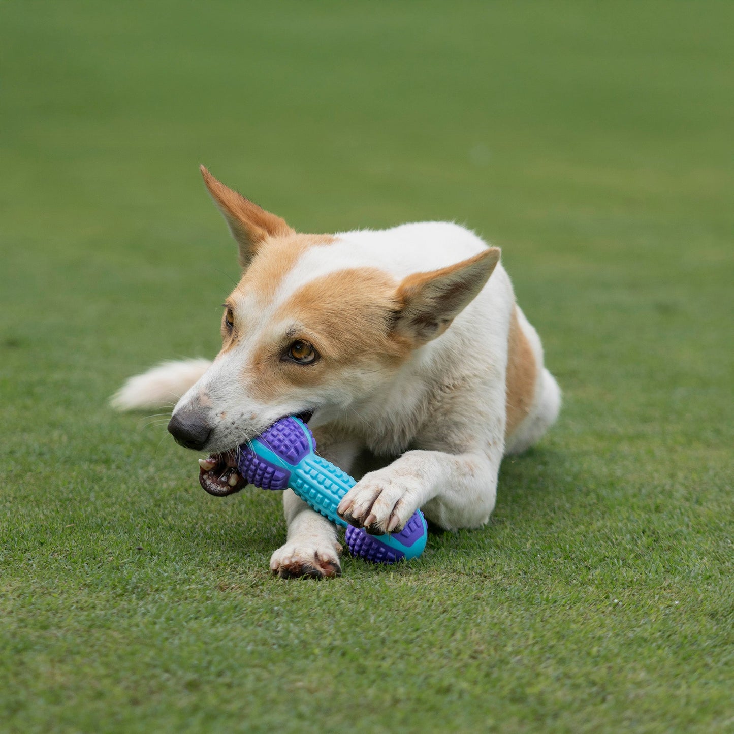Dash Dog Gnaw & Go Squeaky Toy For Dog - Purple & Blue