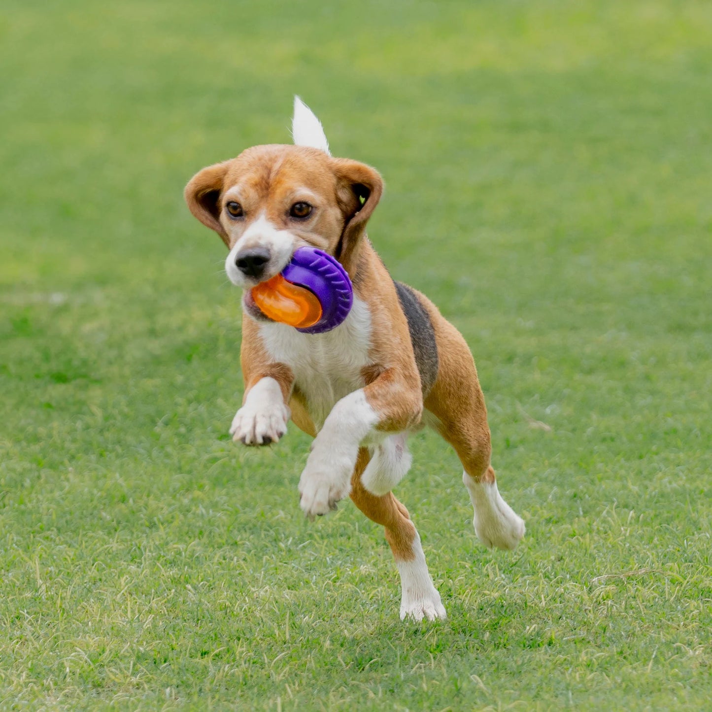 Dash Dog Chomping Champ Ball Toy For Dog