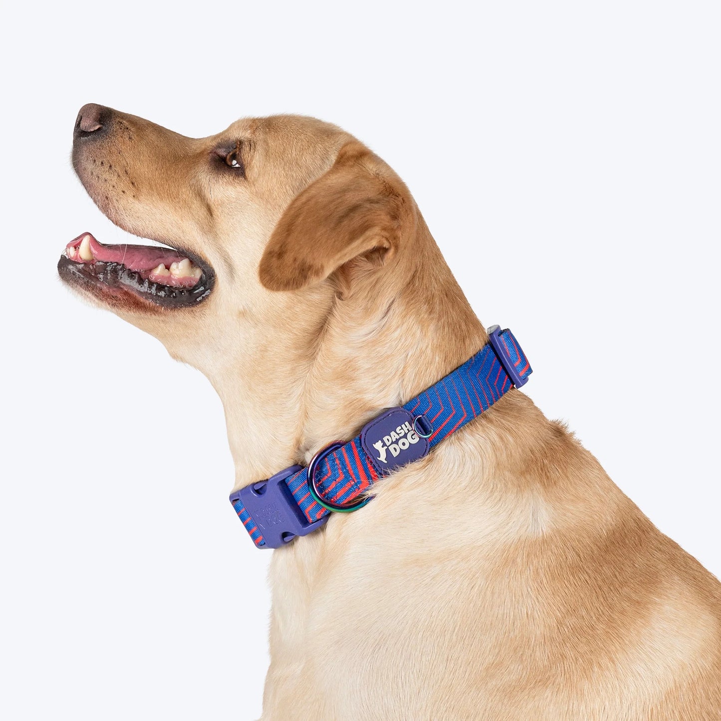 Dash Dog Chevron Padded Collar For Dog - Purple