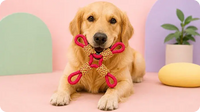Dog Toys