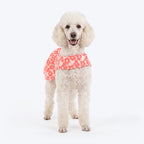 HUFT Daisy Printed Dress For Dog - Coral & White