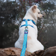 Dash Dog Vector Dual Handle Leash For Dog - Aqua Blue
