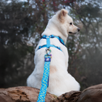 Dash Dog Vector Dual Handle Leash For Dog - Aqua Blue