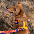Dash Dog Radiant Blaze Dual Handle Leash For Dog - Orange