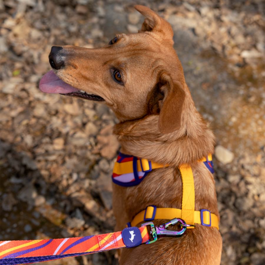 Dash Dog Radiant Blaze Dual Handle Leash For Dog - Orange