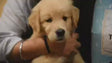 HUFT Charcoal Puppy Training Pads - (60 X 45 cm)