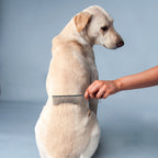 HUFT Narrow & Wide Tooth Stainless Steel Comb for Pets - Heads Up For Tails