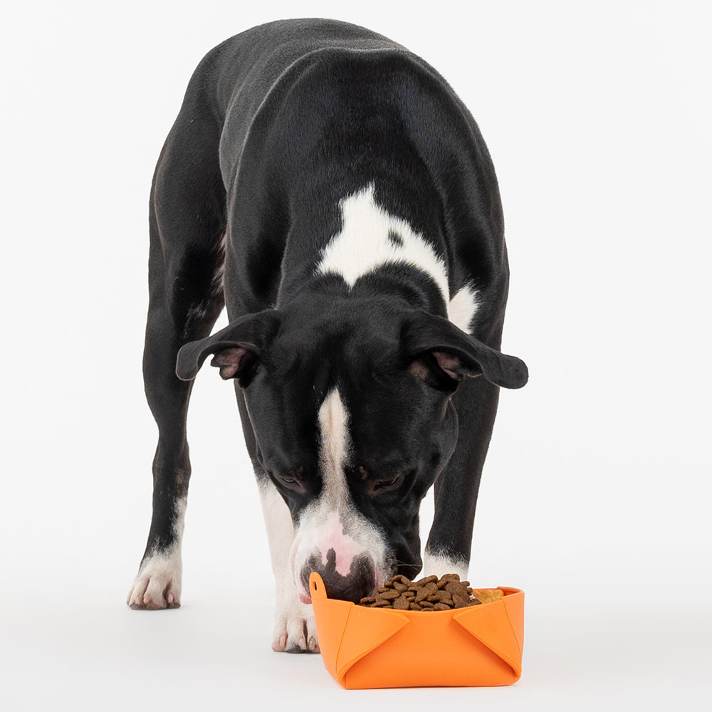 HUFT Silicone Collapsible Bowl For Pets - Orange - Heads Up For Tails