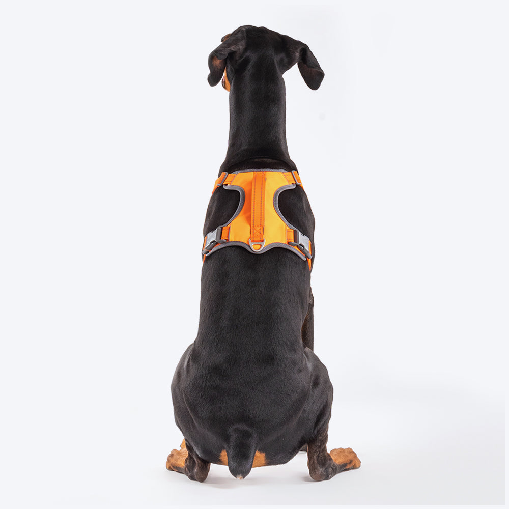 HUFT Active Pet Dog Harness - Orange - Heads Up For Tails