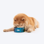 Dash Dog Rainbow Dog Bowl_05
