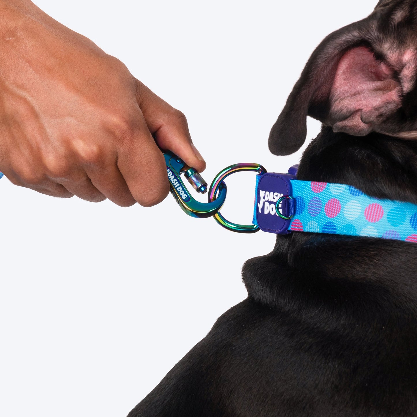 Dash Dog Circle Printed Leash - Aqua Blue & Lavender - Heads Up For Tails