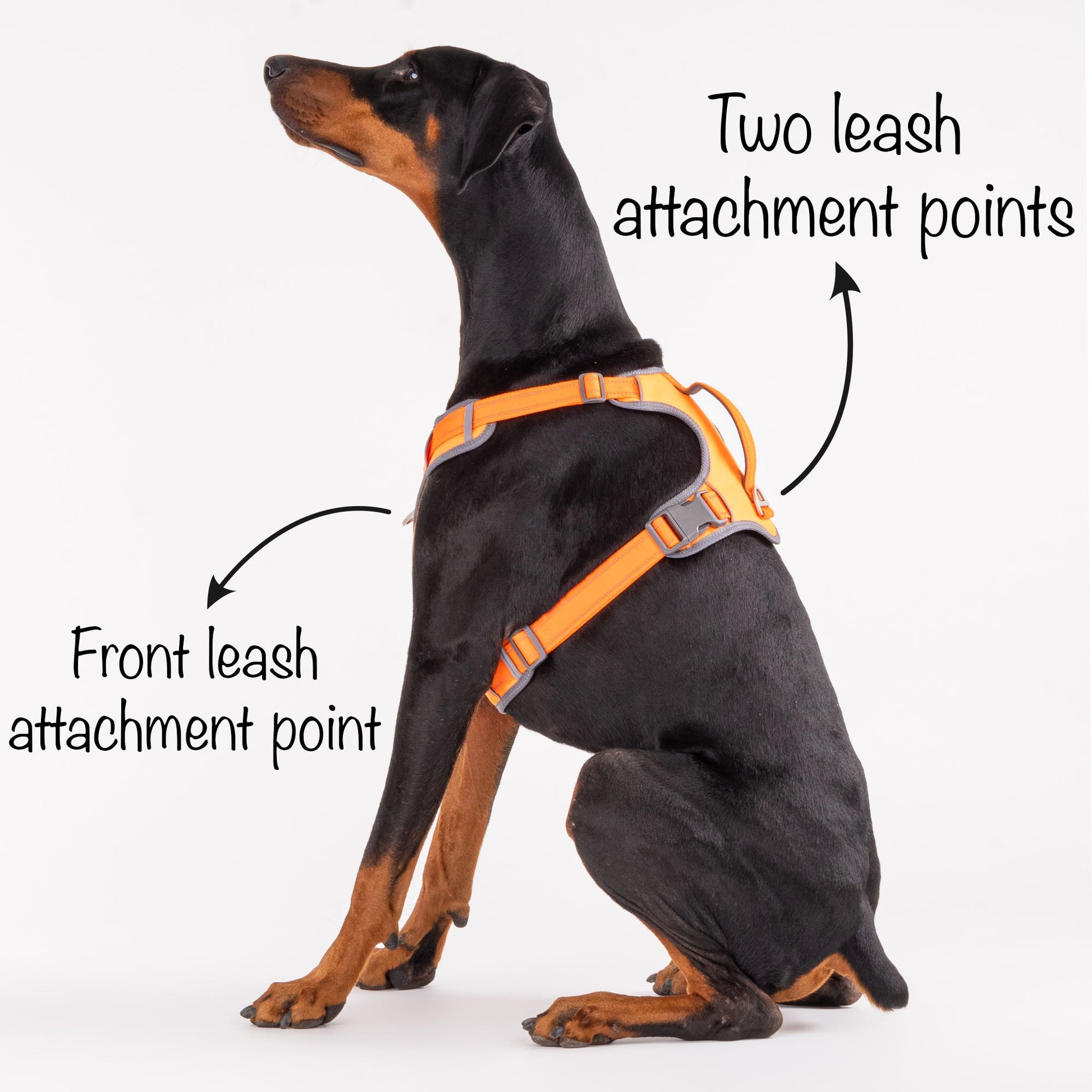 HUFT Active Pet Dog Harness - Orange - Heads Up For Tails